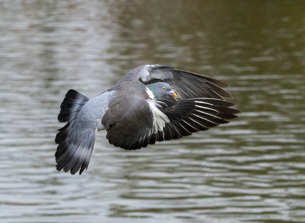 DSC_3893.jpg