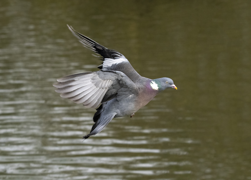 DSC_3894.jpg
