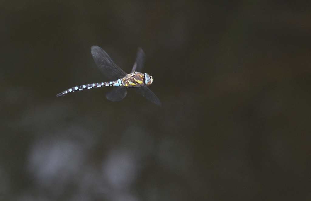 DSC_3895.jpg