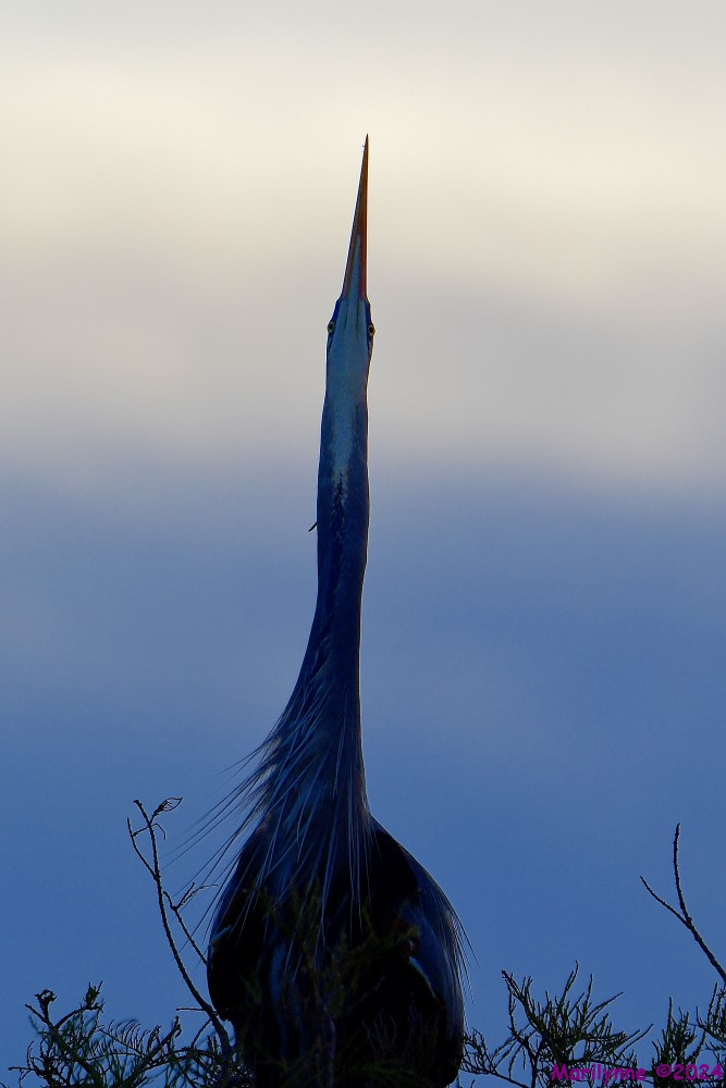 DSC_3895_001.JPG