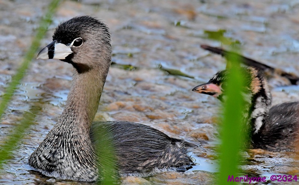 DSC_3895_001.JPG