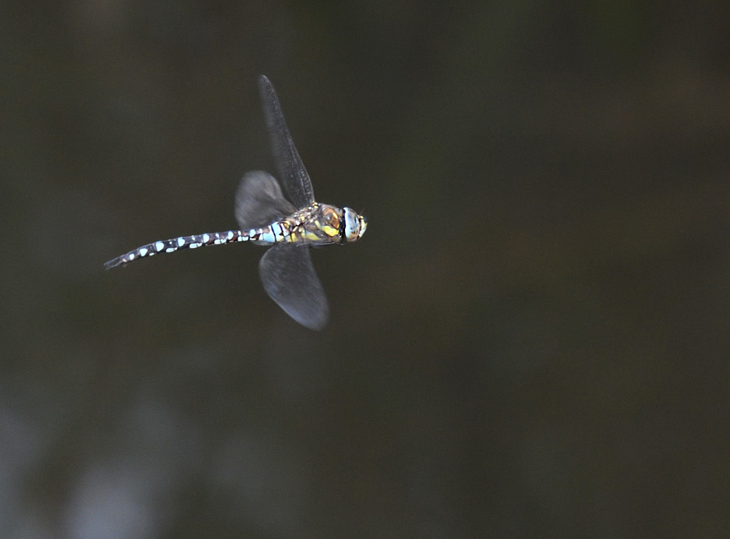 DSC_3896.jpg