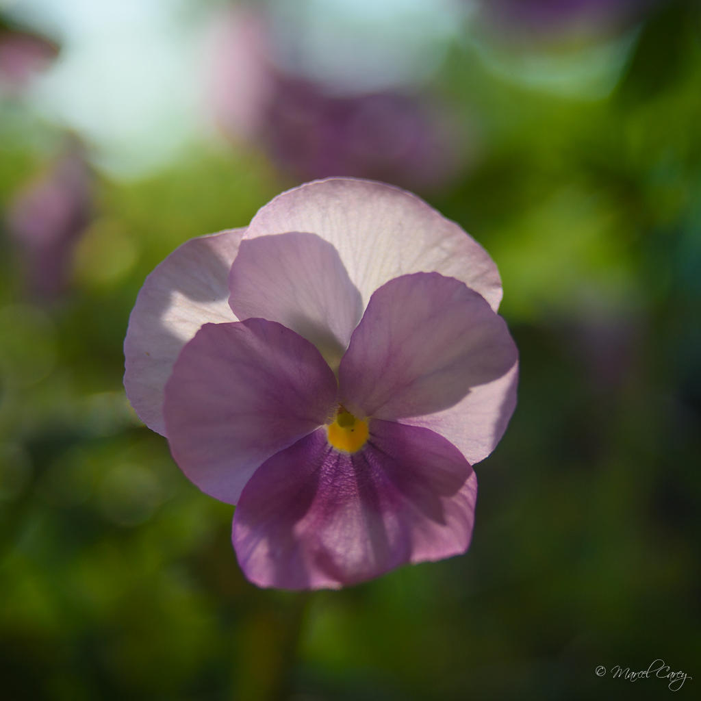 DSC_3896.jpg