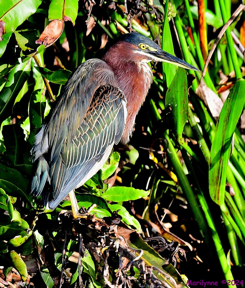 DSC_3896_001.JPG