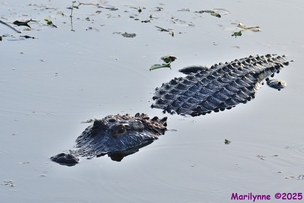DSC_3897_001.JPG