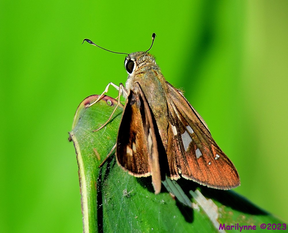 DSC_3898_001.JPG