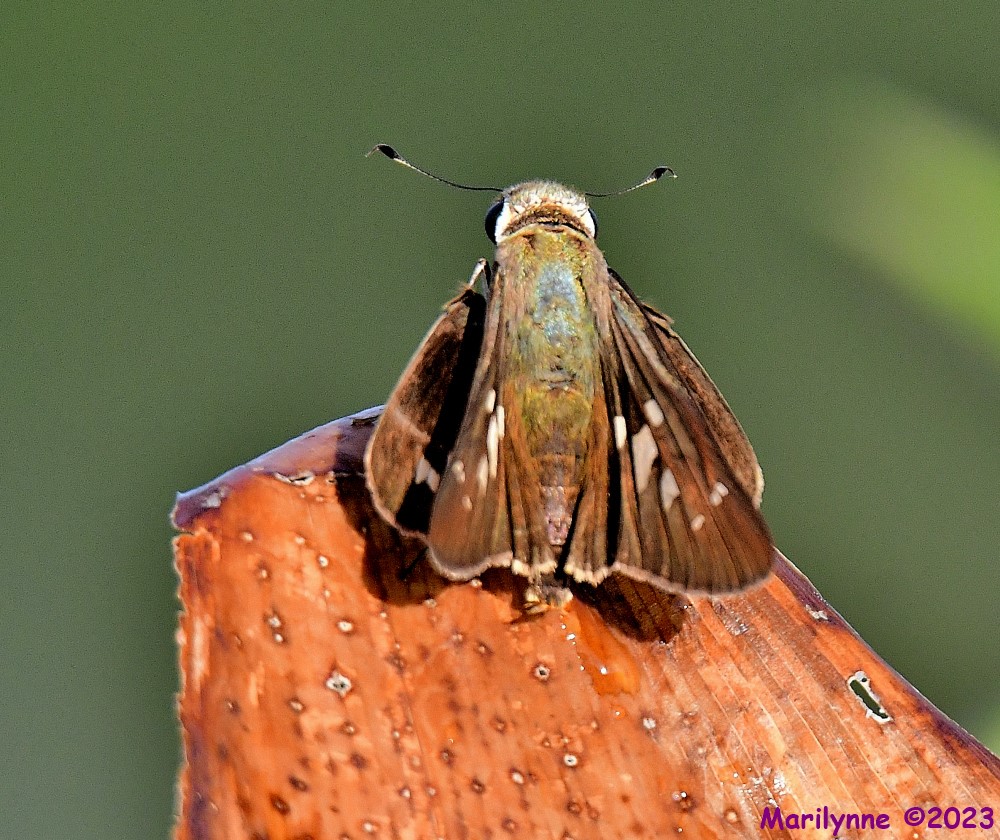 DSC_3899_001.JPG