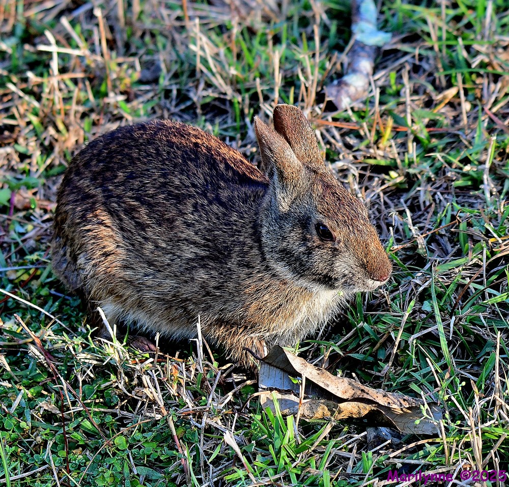 DSC_3899_001.JPG