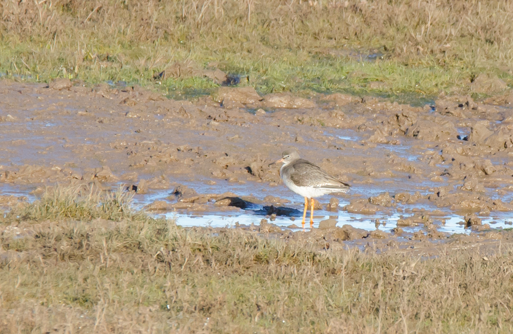 DSC_3900.jpg