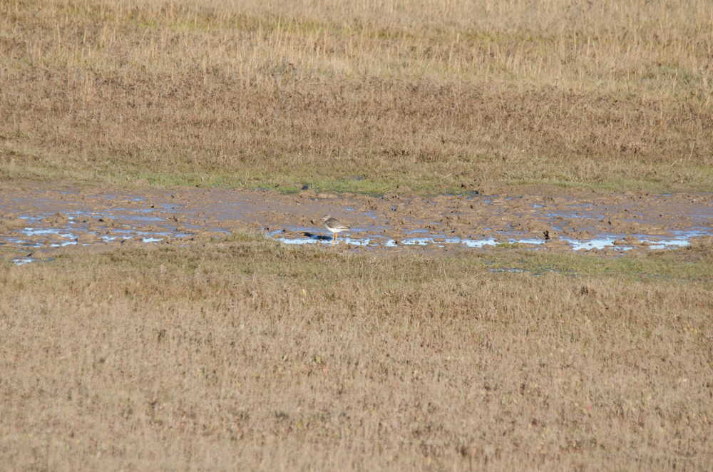 DSC_3900m.jpg