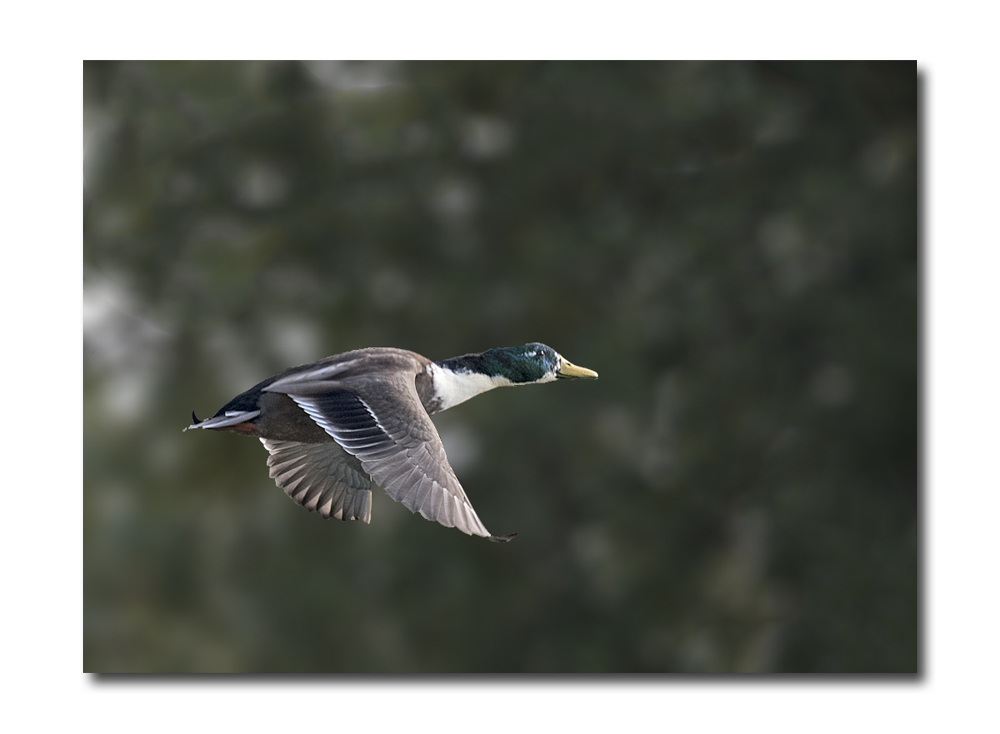 DSC_3904.jpg