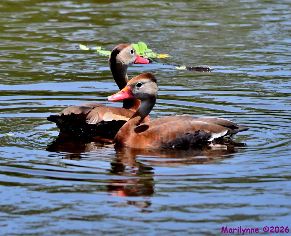 DSC_3907_001.JPG