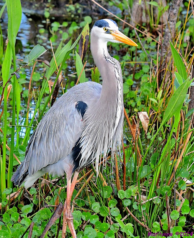 DSC_3910_001.JPG