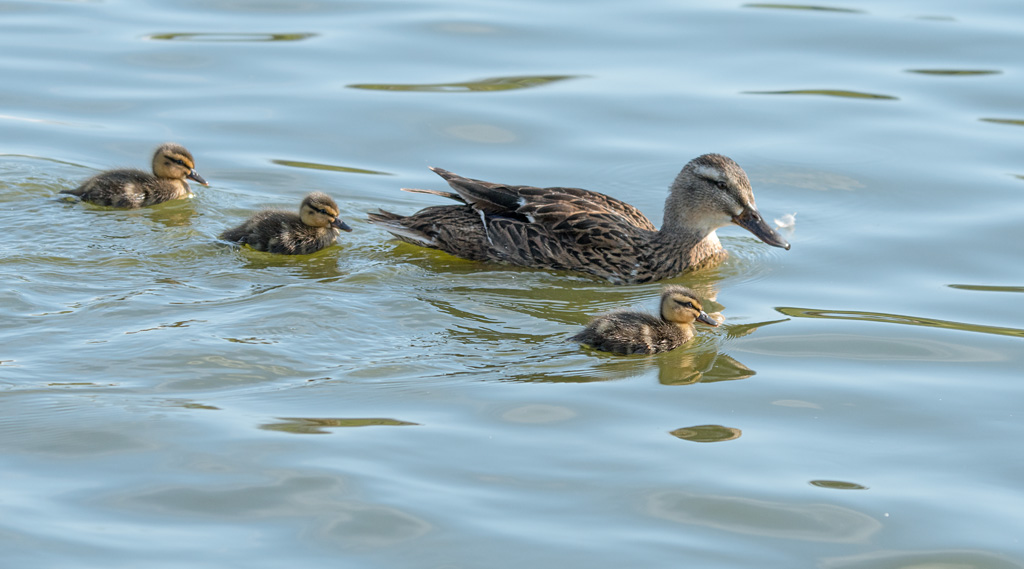 DSC_3911.jpg