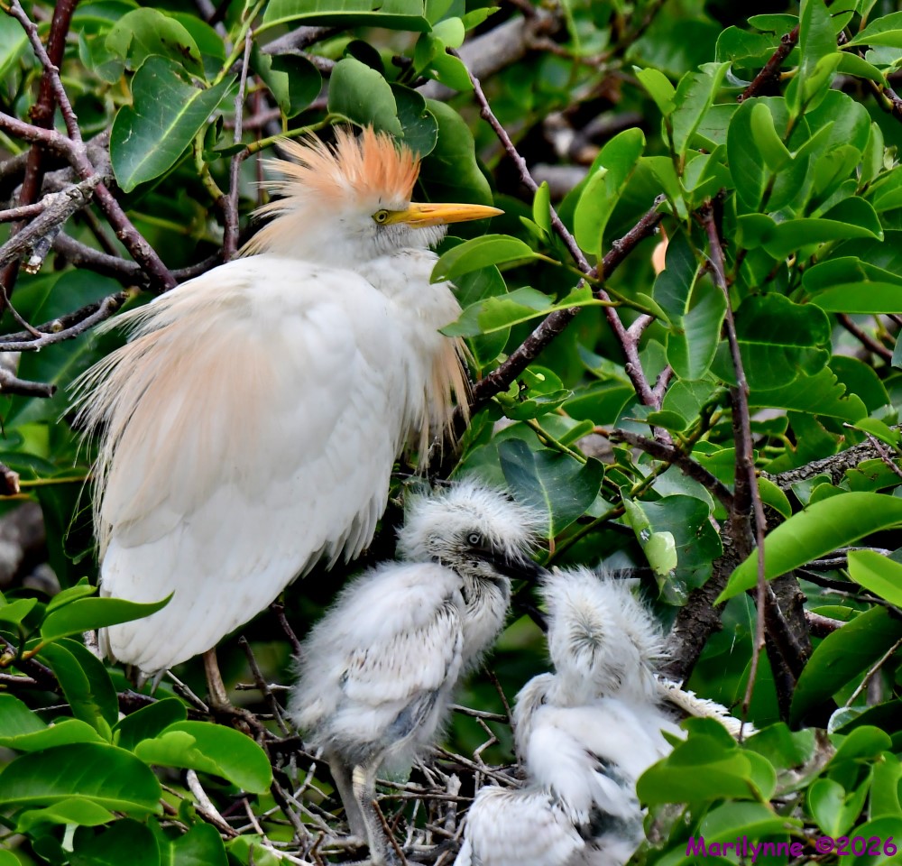 DSC_3915_001.JPG