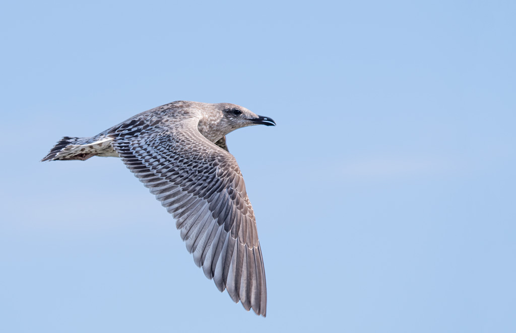 DSC_3918.jpg