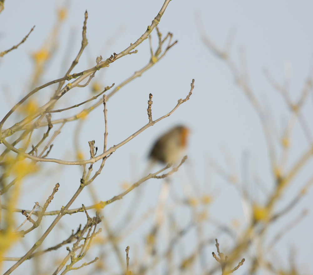 DSC_3920.jpg