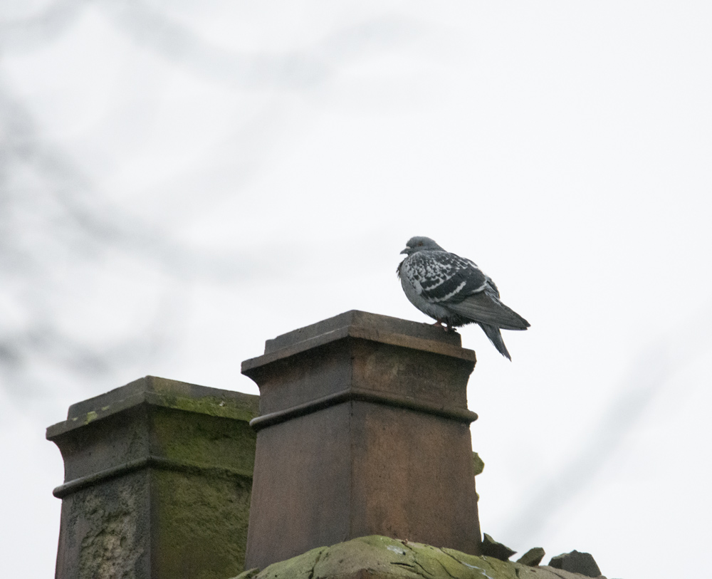 DSC_3920.jpg