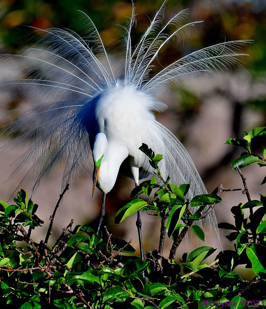 DSC_3921_001.JPG