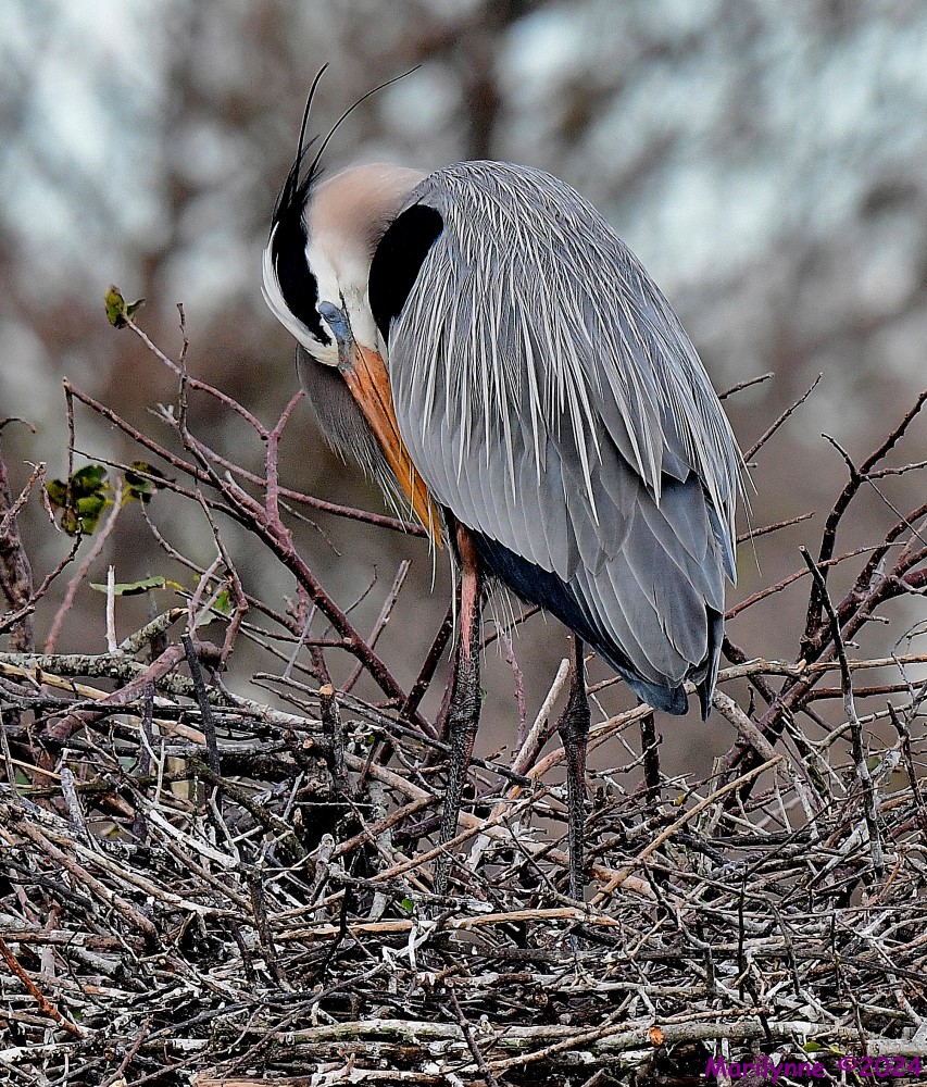 DSC_3924_001.JPG