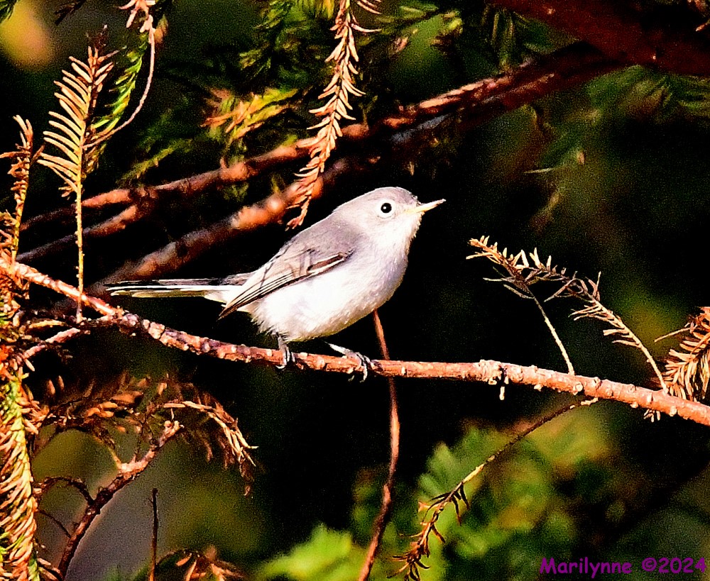 DSC_3924_001.JPG