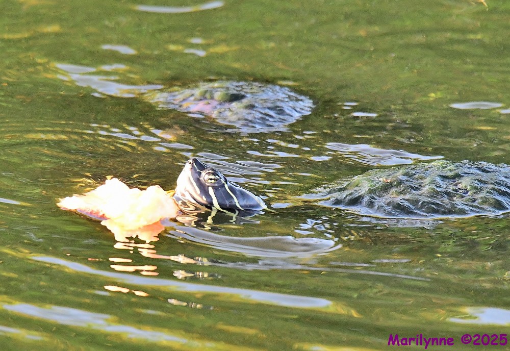 DSC_3924_001.JPG