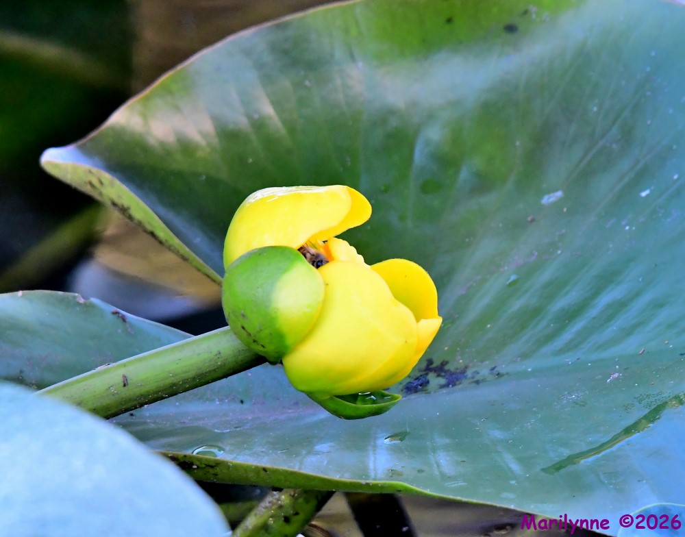 DSC_3926_001.JPG