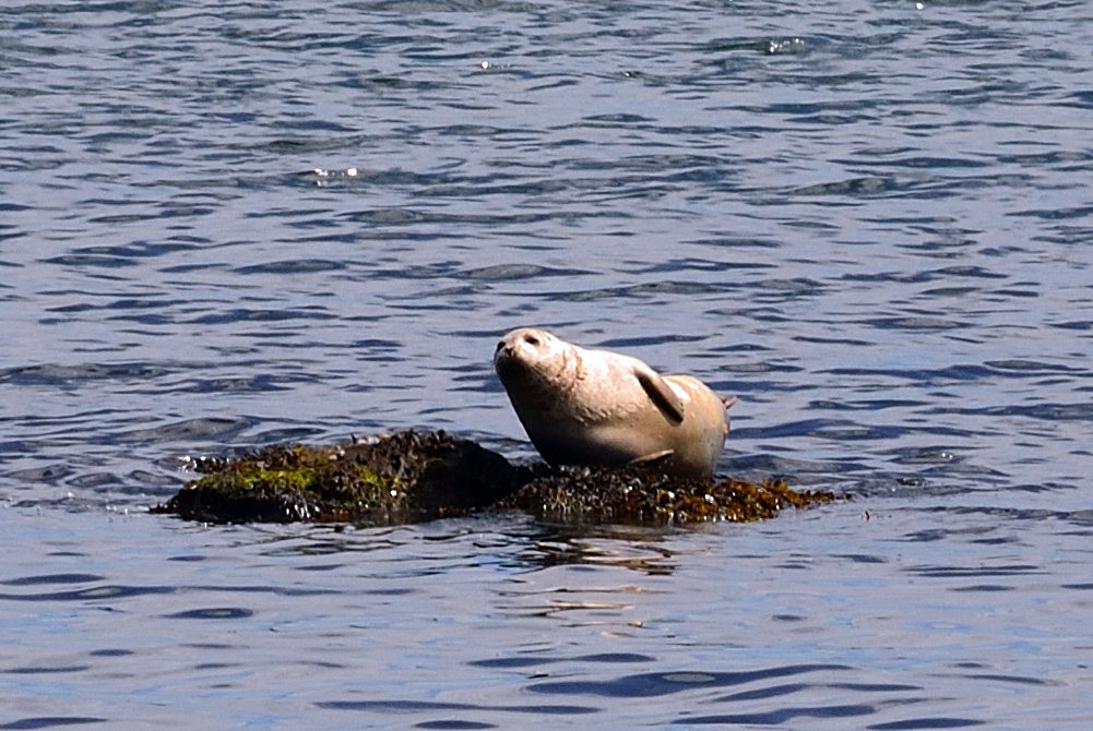 DSC_3927.JPG
