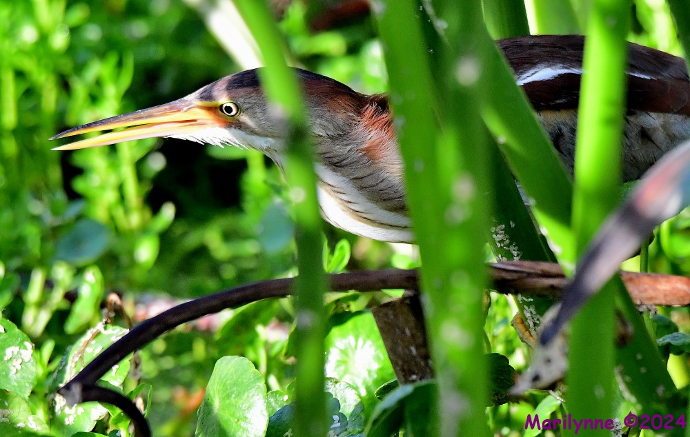 DSC_3928_001.JPG