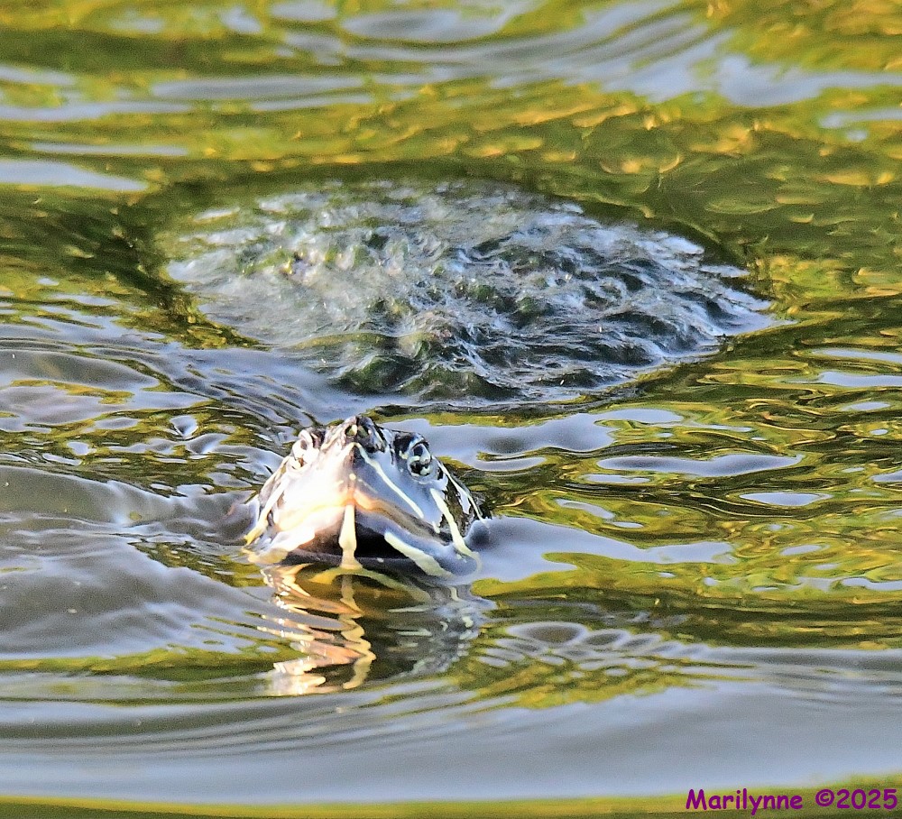 DSC_3929_001.JPG