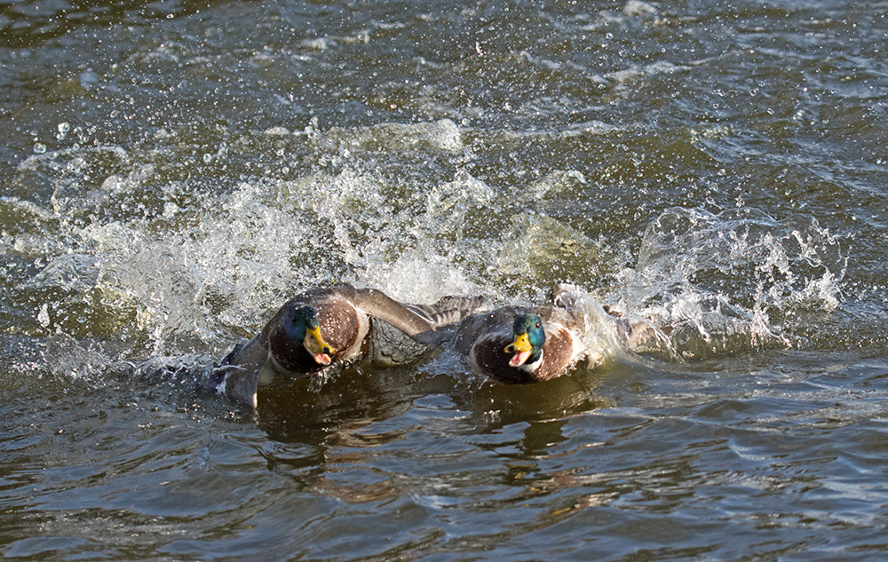 DSC_3930.jpg