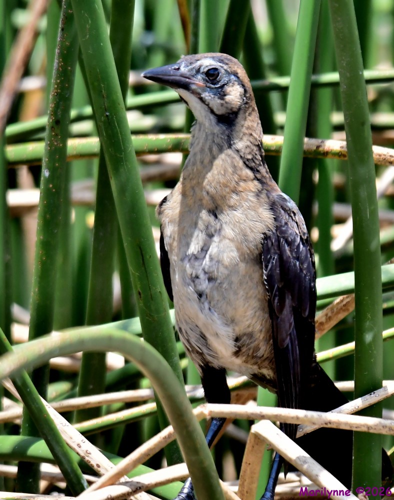 DSC_3931_001.JPG