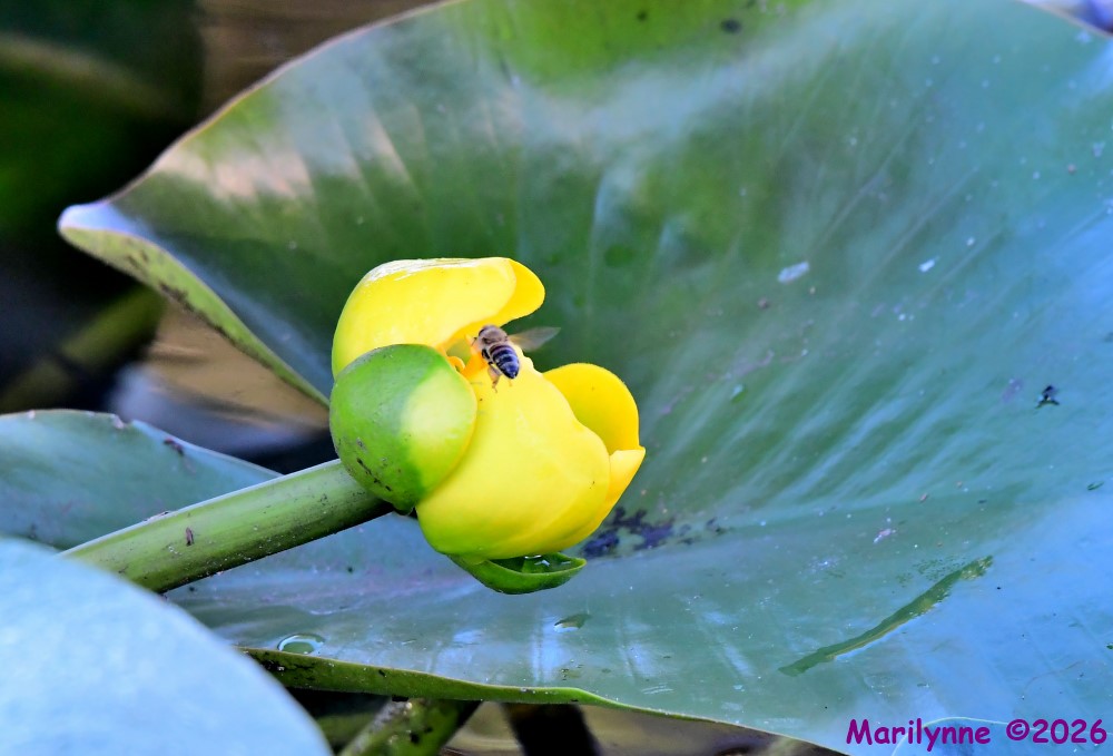 DSC_3931_001.JPG