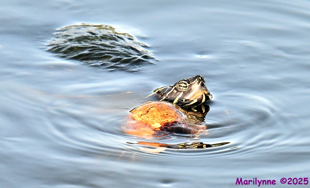 DSC_3934_001.JPG