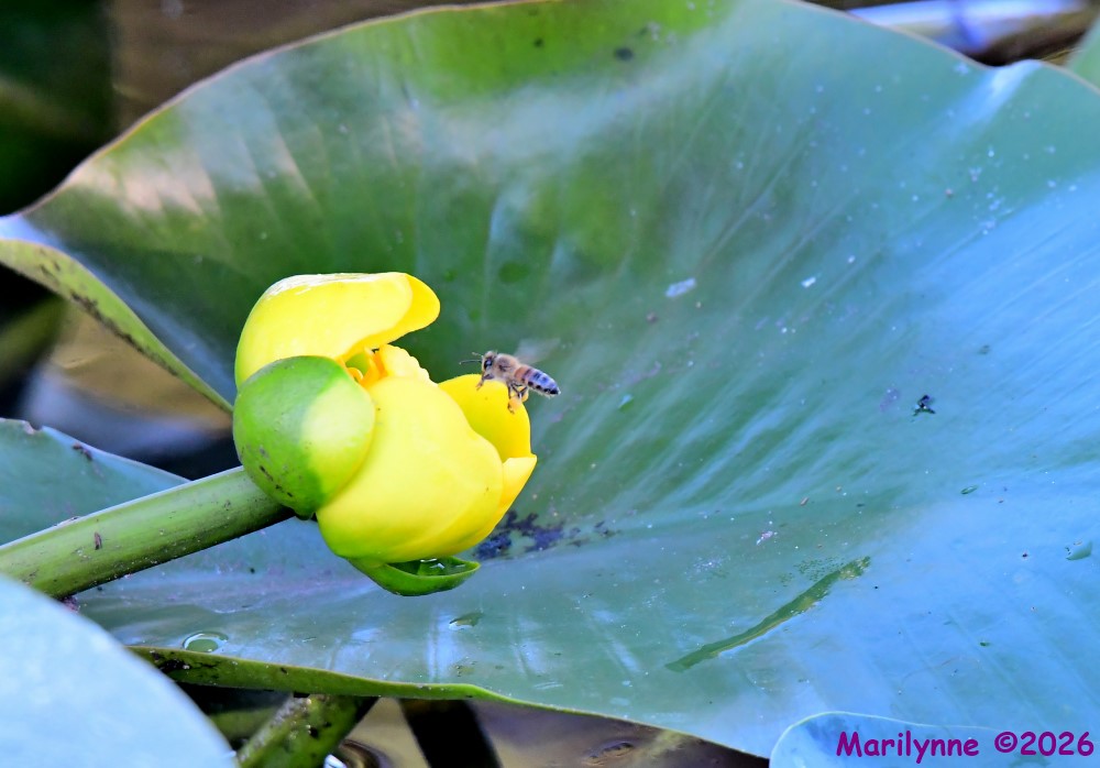 DSC_3935_001.JPG