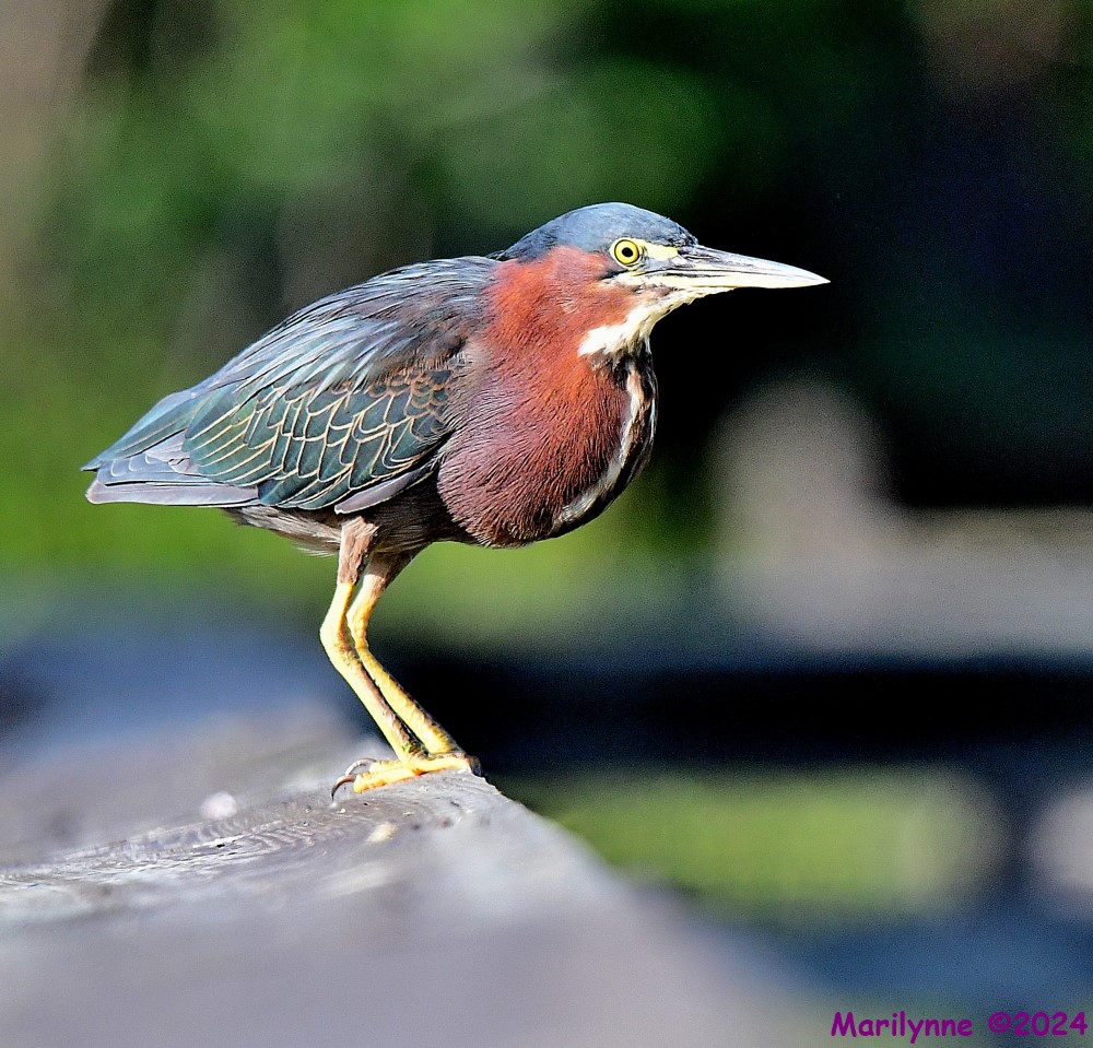 DSC_3936_001.JPG
