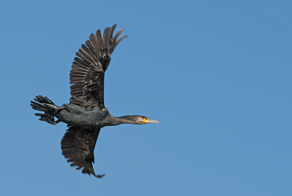 DSC_3937.jpg