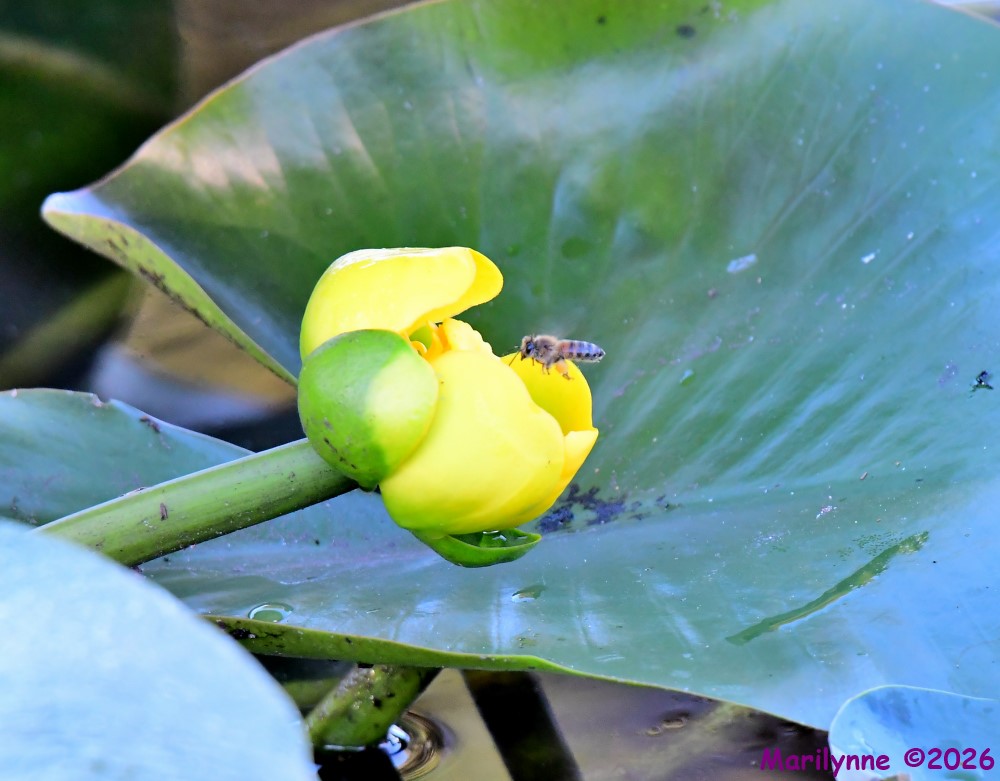 DSC_3938_001.JPG