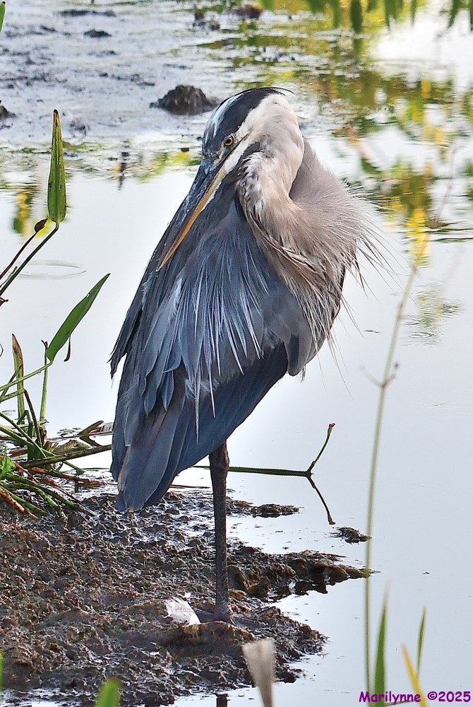 DSC_3939_001.JPG
