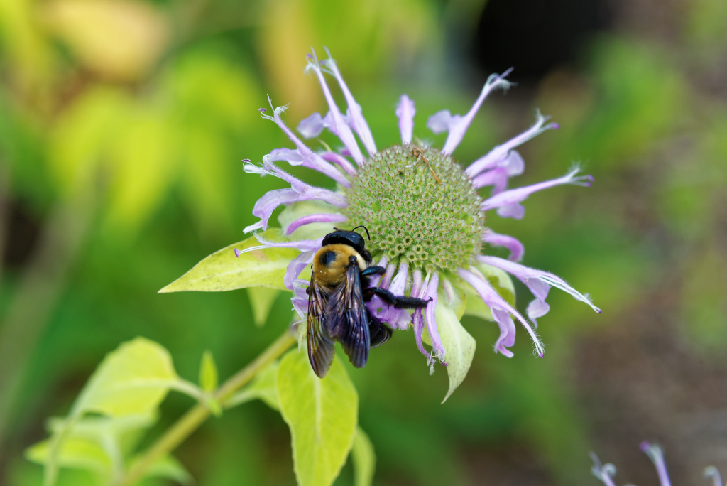 DSC_3940_DxO.jpg