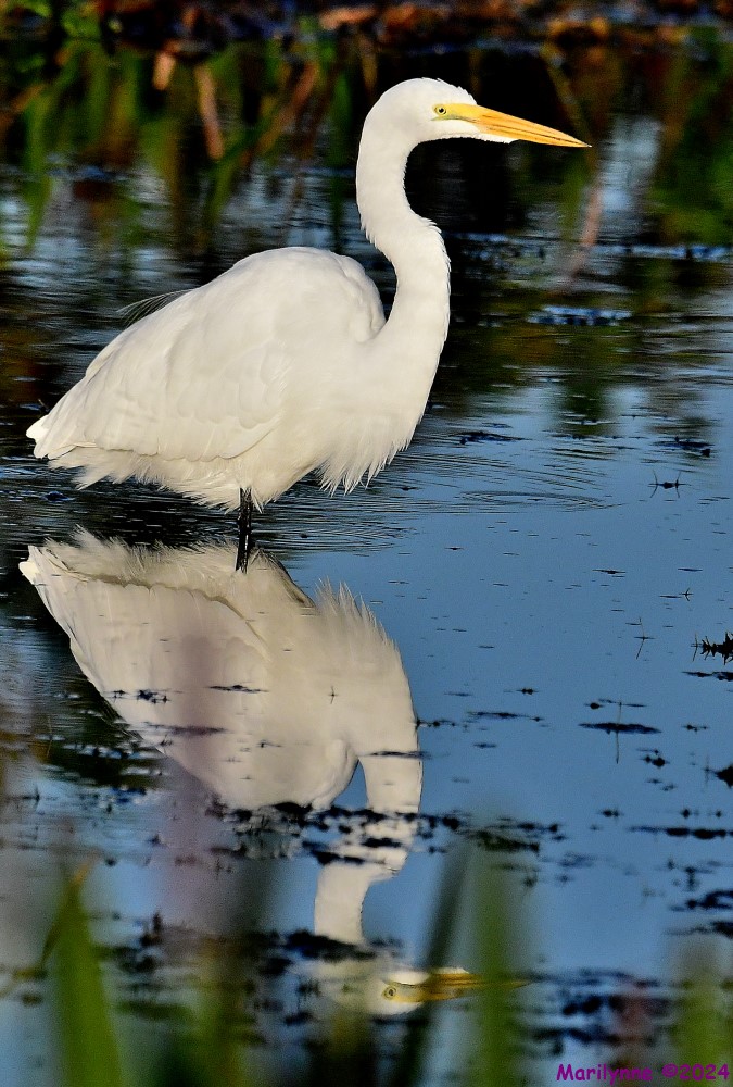 DSC_3942_001.JPG