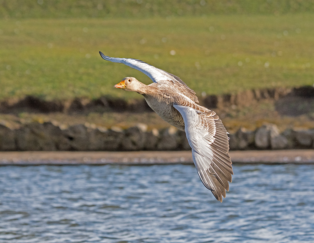 DSC_3945.jpg