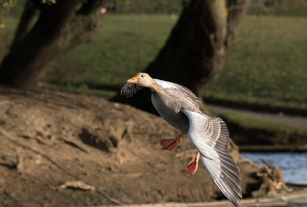 DSC_3946.jpg