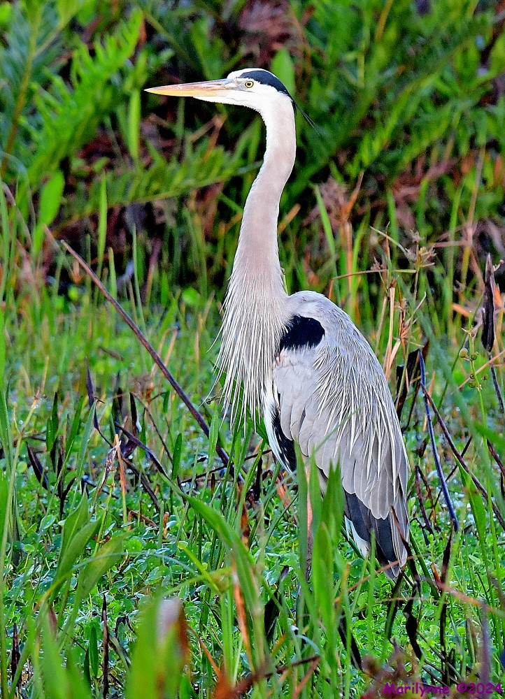 DSC_3946_001.JPG