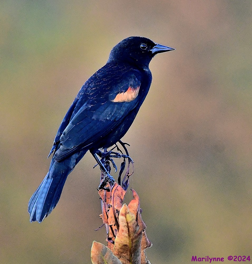 DSC_3946_001.JPG