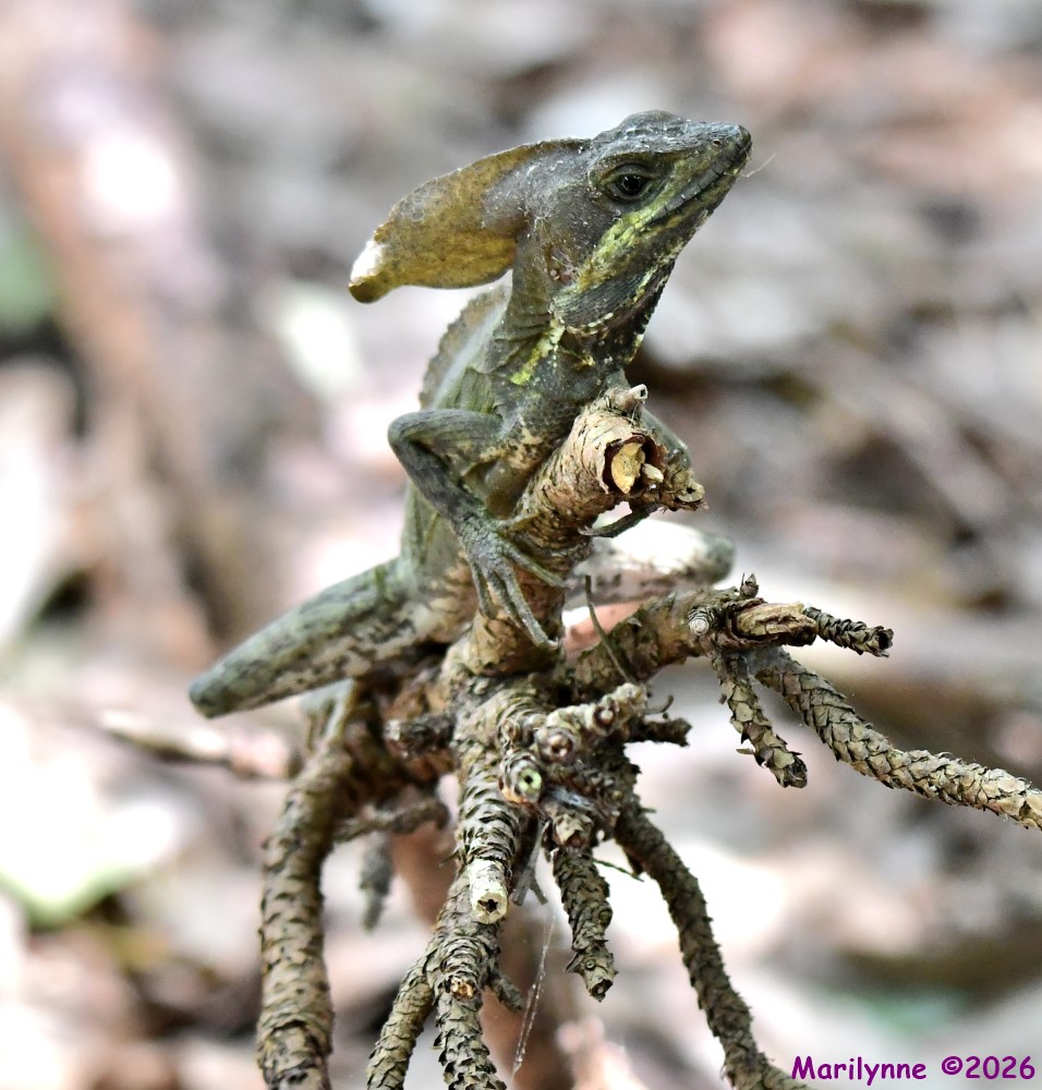 DSC_3947_001.JPG