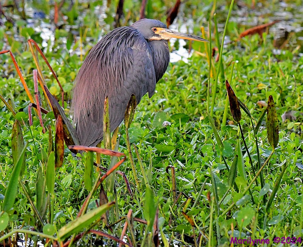 DSC_3948_001.JPG