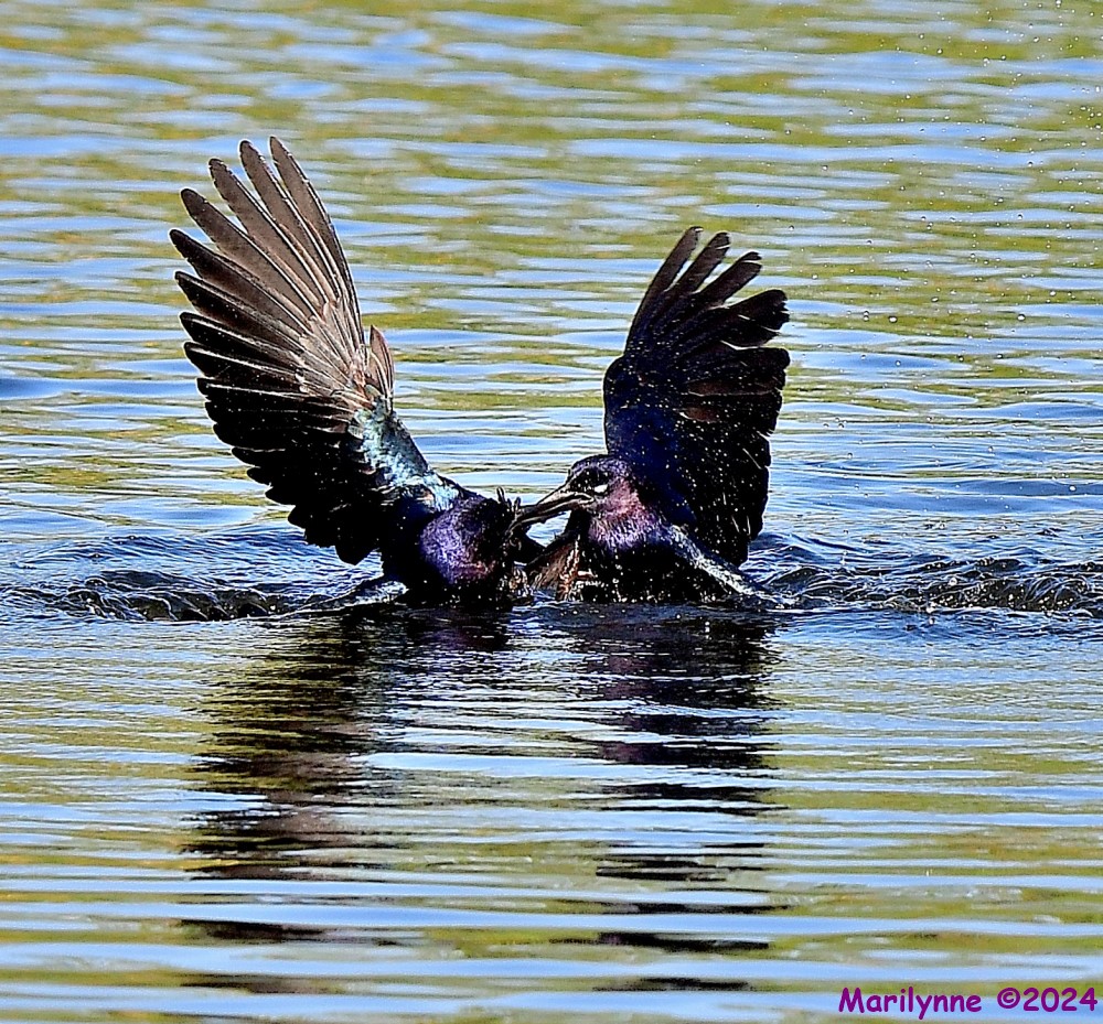 DSC_3949_001.JPG
