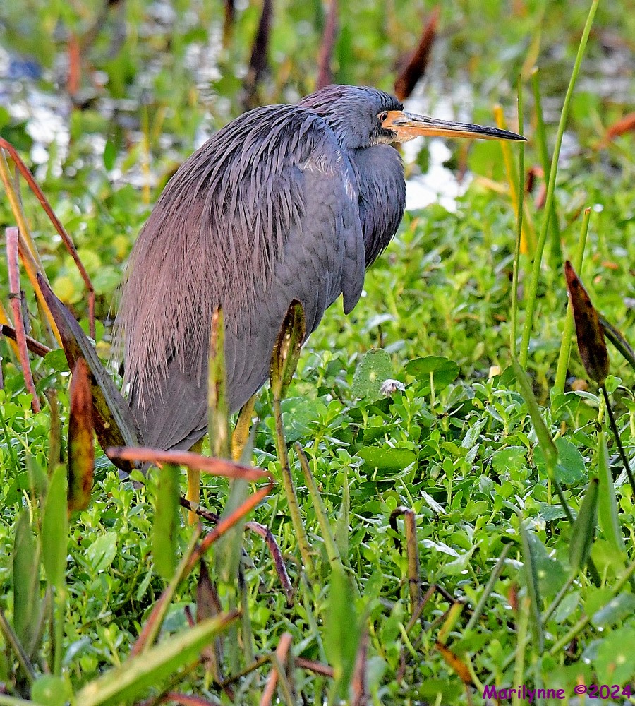 DSC_3951_001.JPG