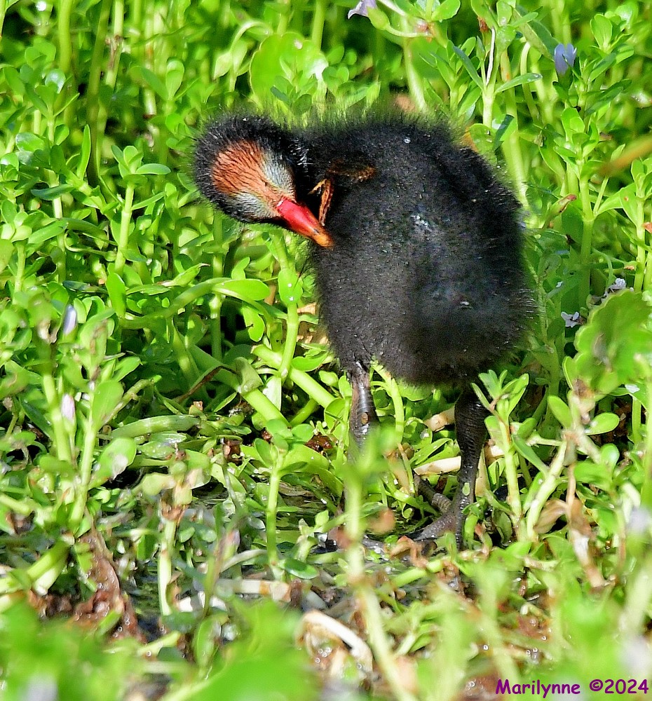 DSC_3953_001.JPG